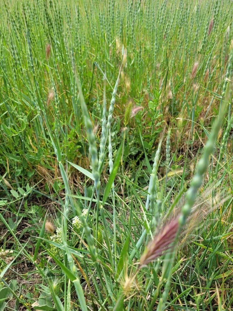 Aegilops ventricosa 17