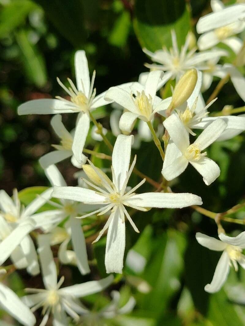 Clematis glycinoides