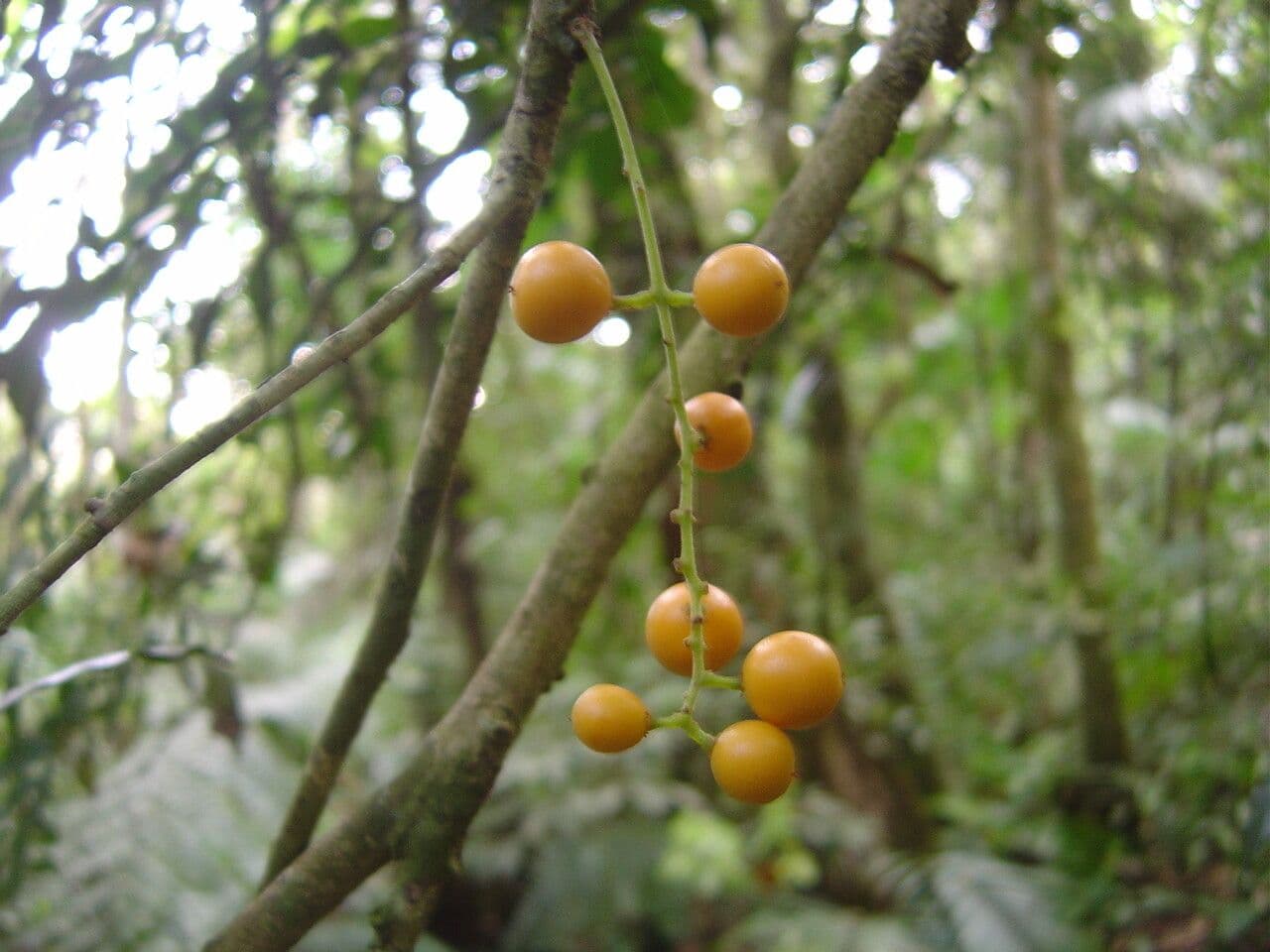 Picramnia 2