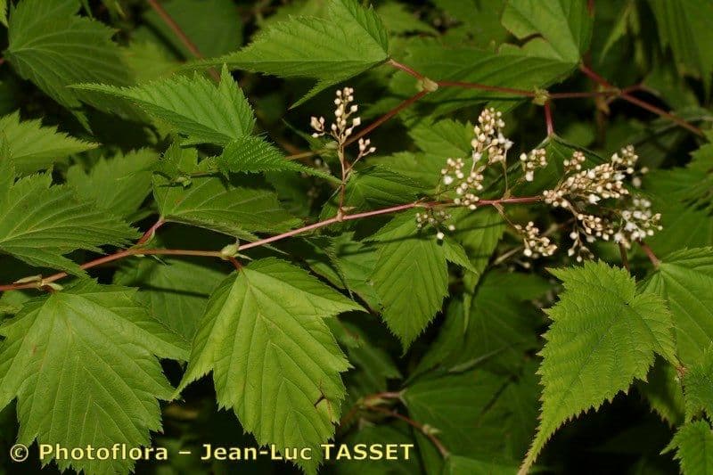 Neillia incisa 19