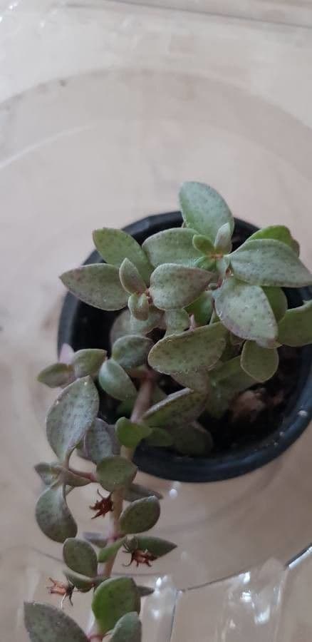 Crassula di Volkens 14