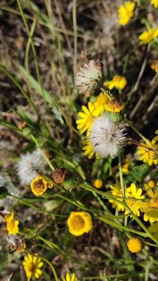 Senecio