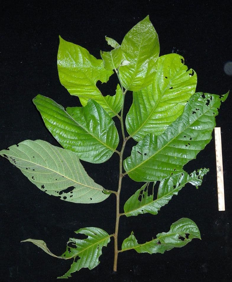 Sapranthus viridiflorus 14