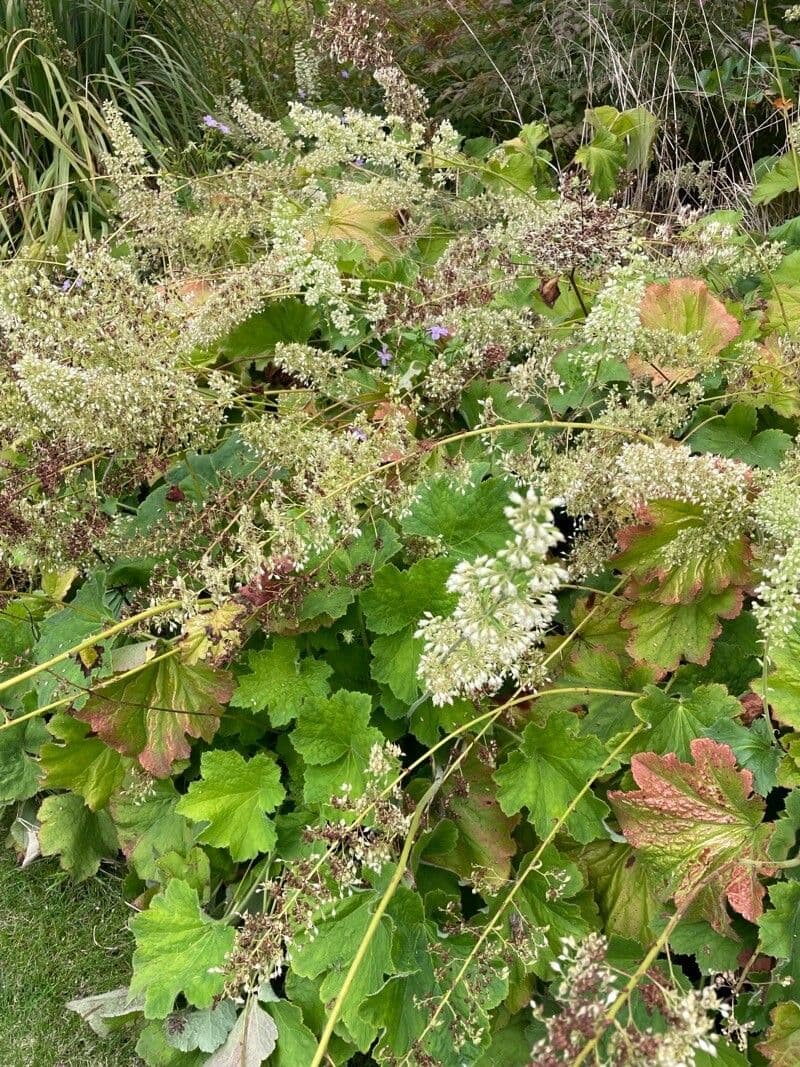 Alumroot peludo 7