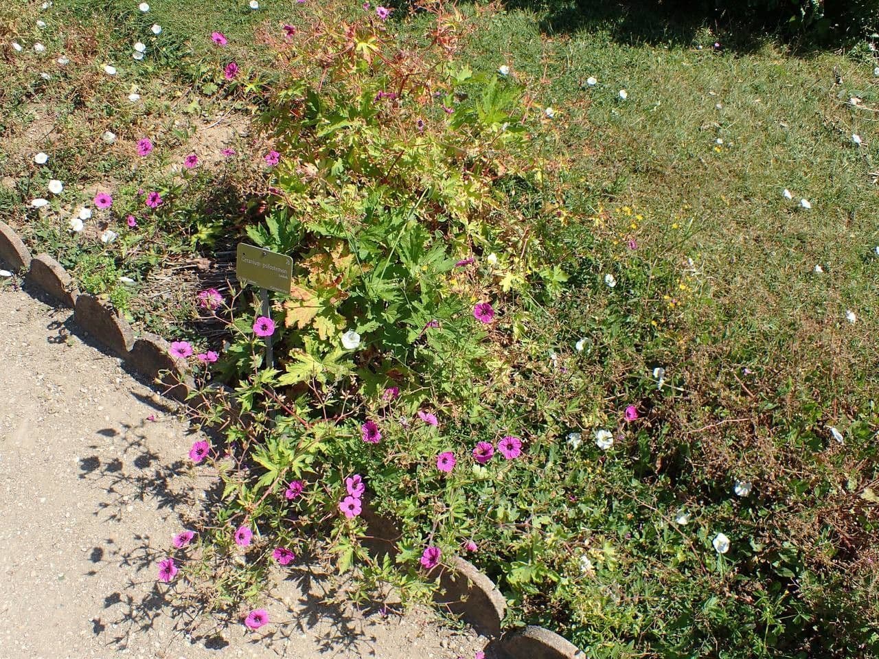 Storchschnabel 12