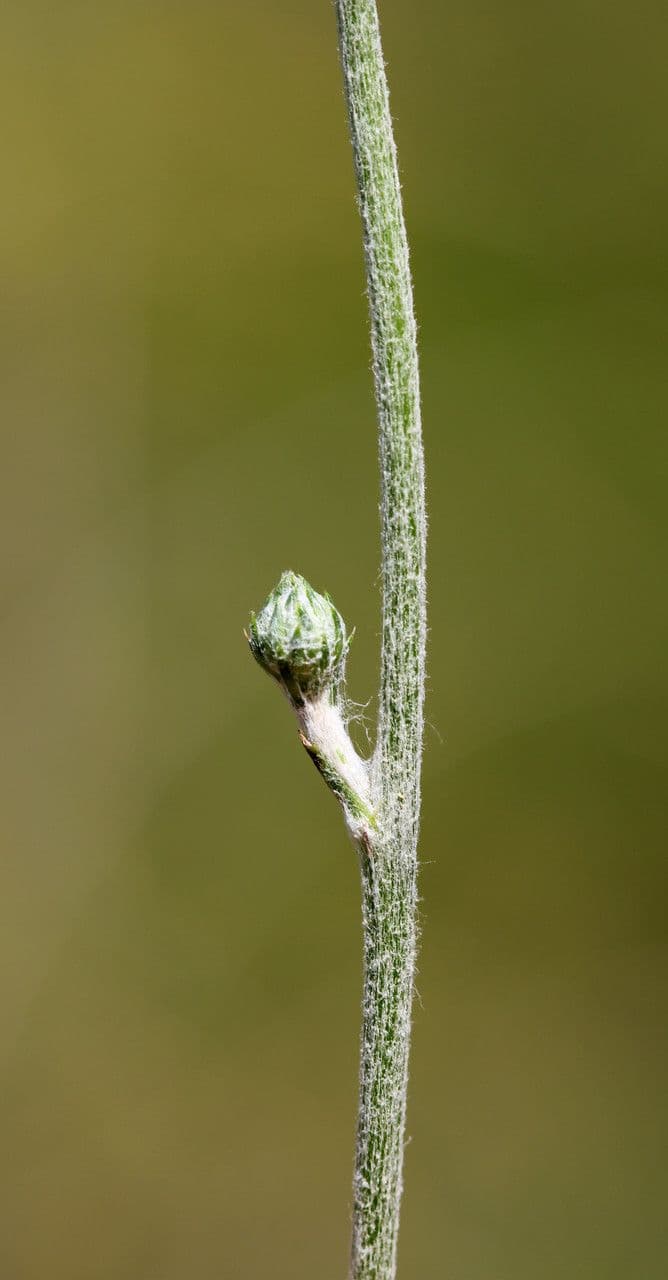 Knollen-Distel 23