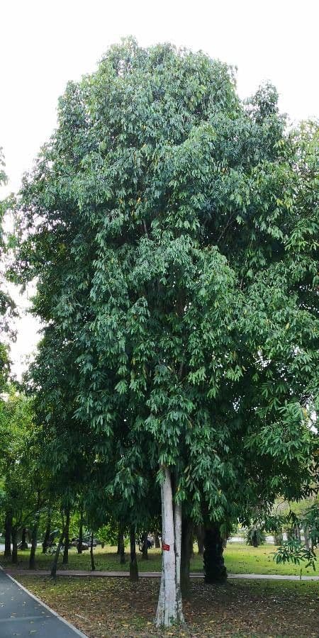 Hydnocarpus 3