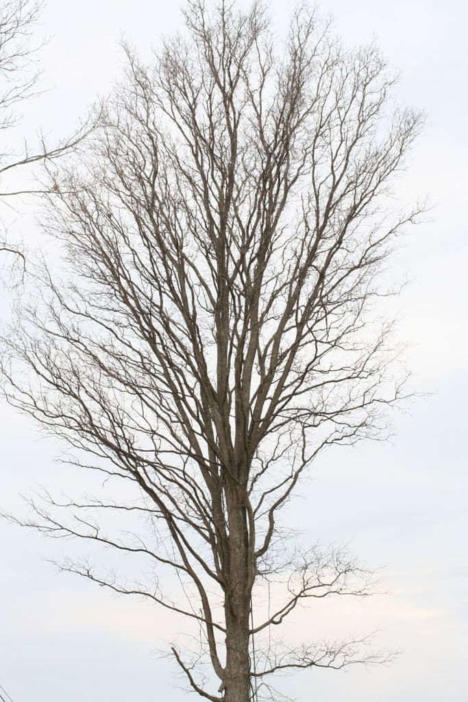 Glatter Hickory 12
