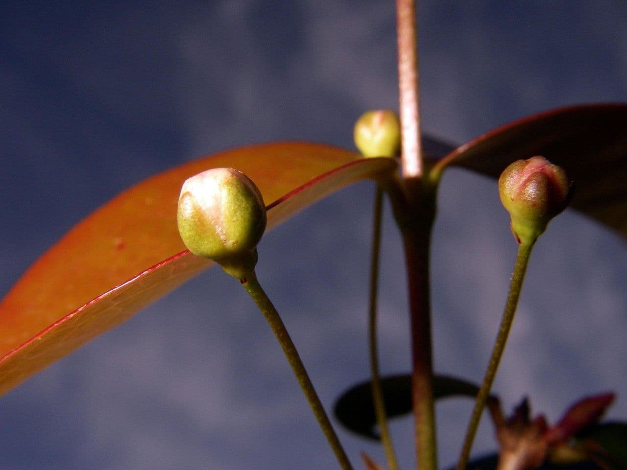 Eugenia biflora