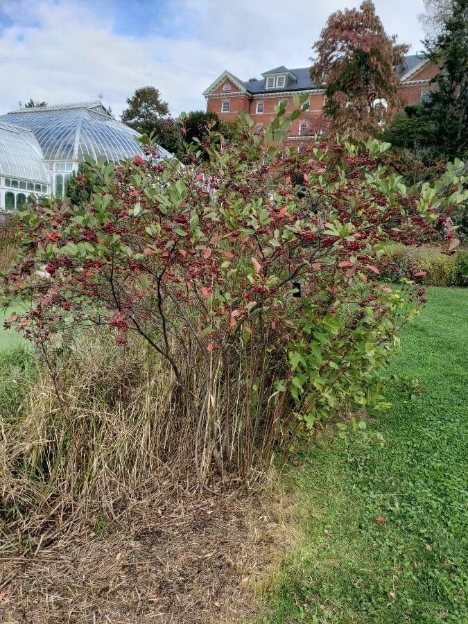 Aronia rossa 11