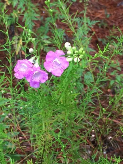 Agalinis 10