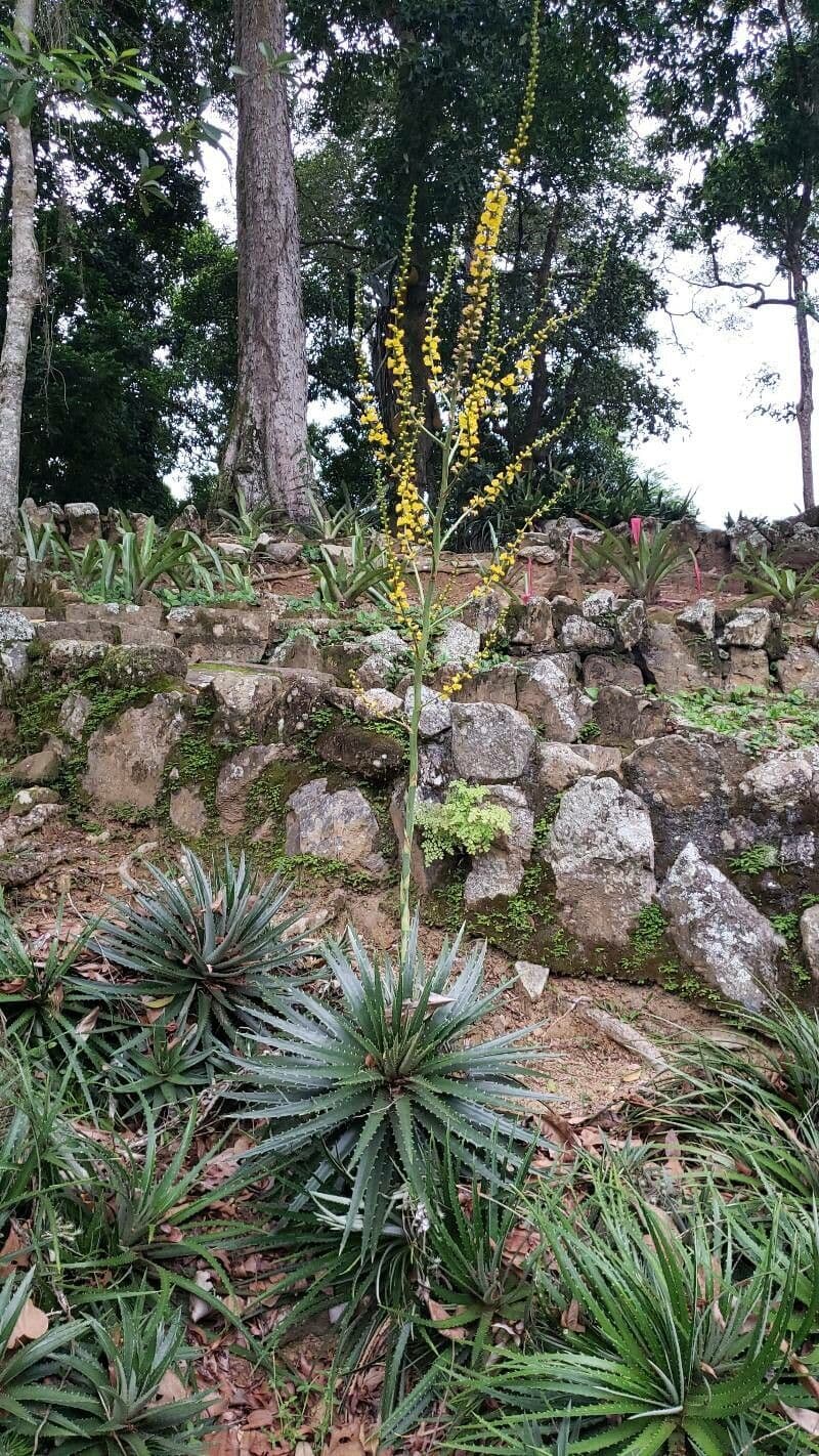 Dyckia 5