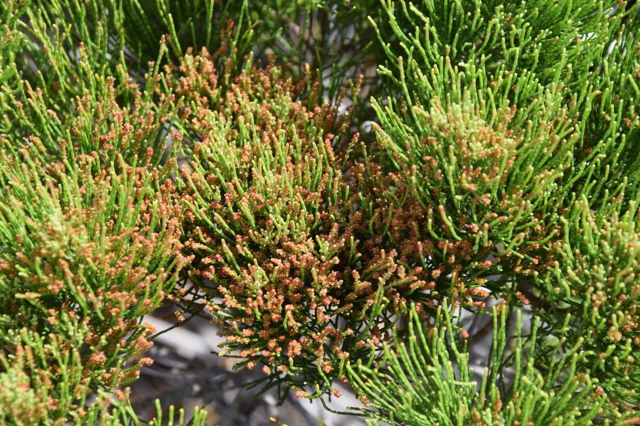 Gymnostoma 4