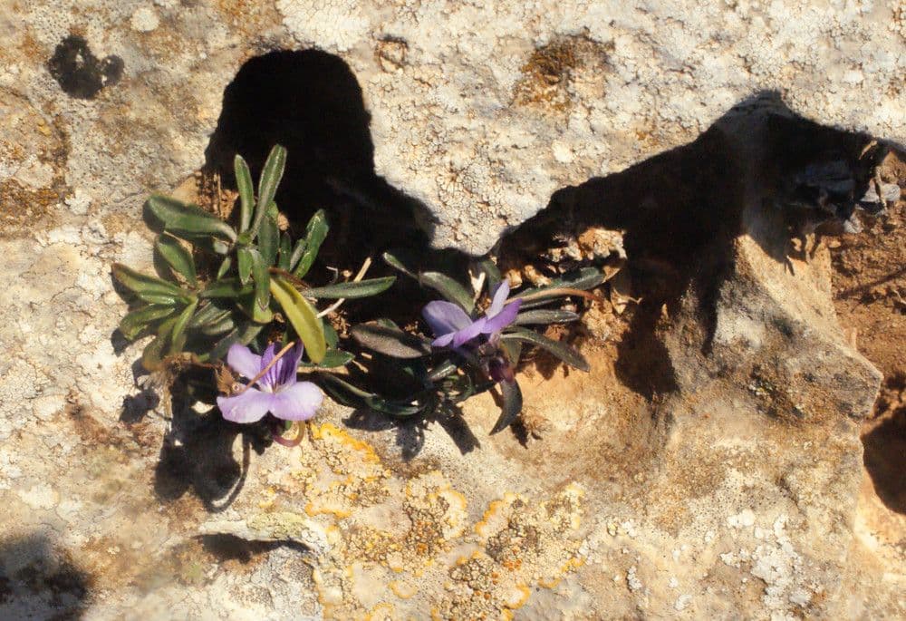 Violette arborescente 16