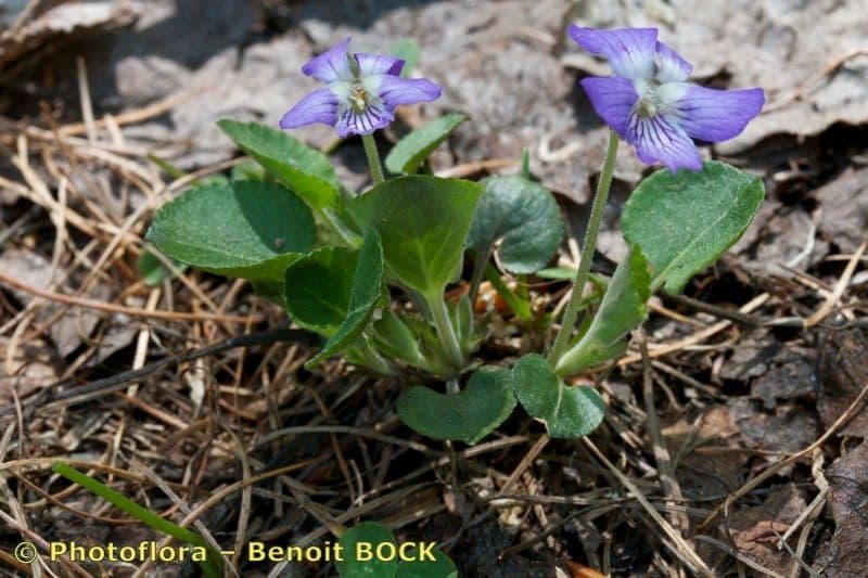 Viola dei colli 9