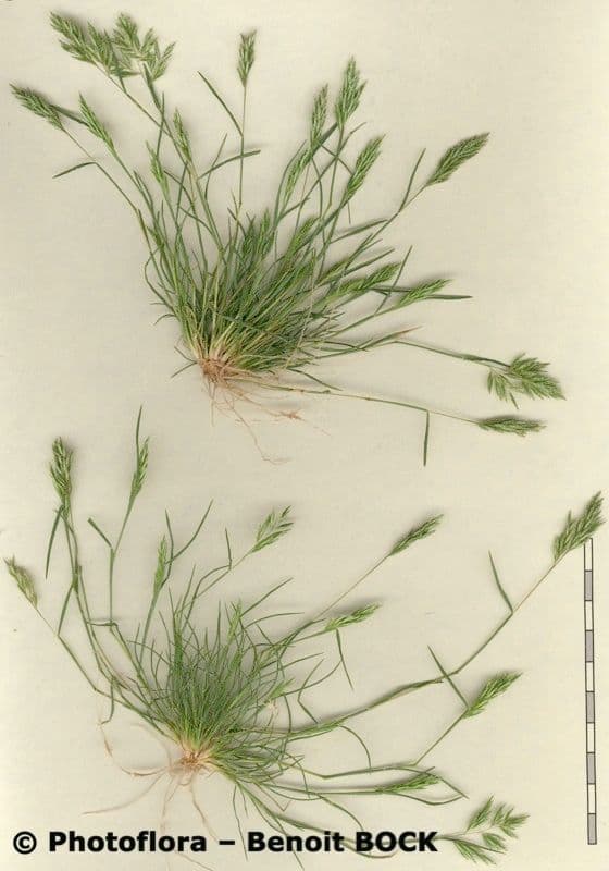 Arabian grass 14