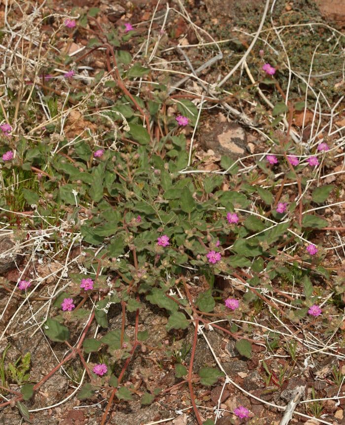Mirabilis incarnata 6