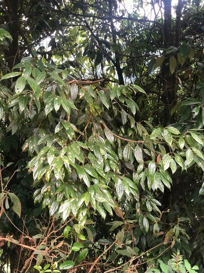 Cinnamomum 2