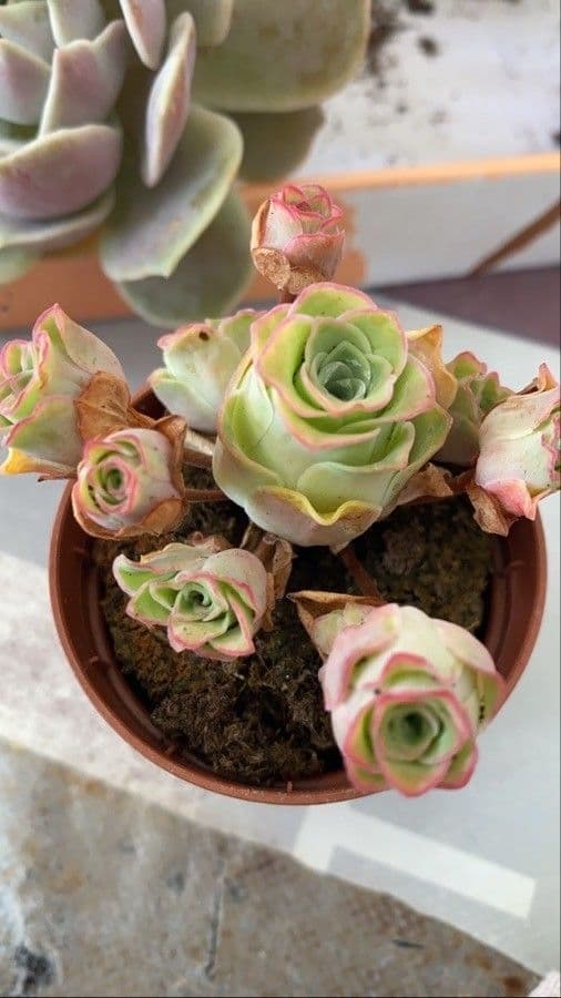 Aeonium 4