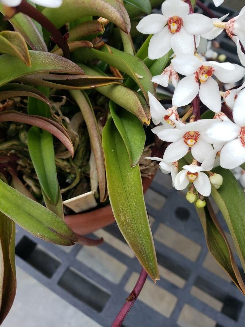 Sarcochilus 7
