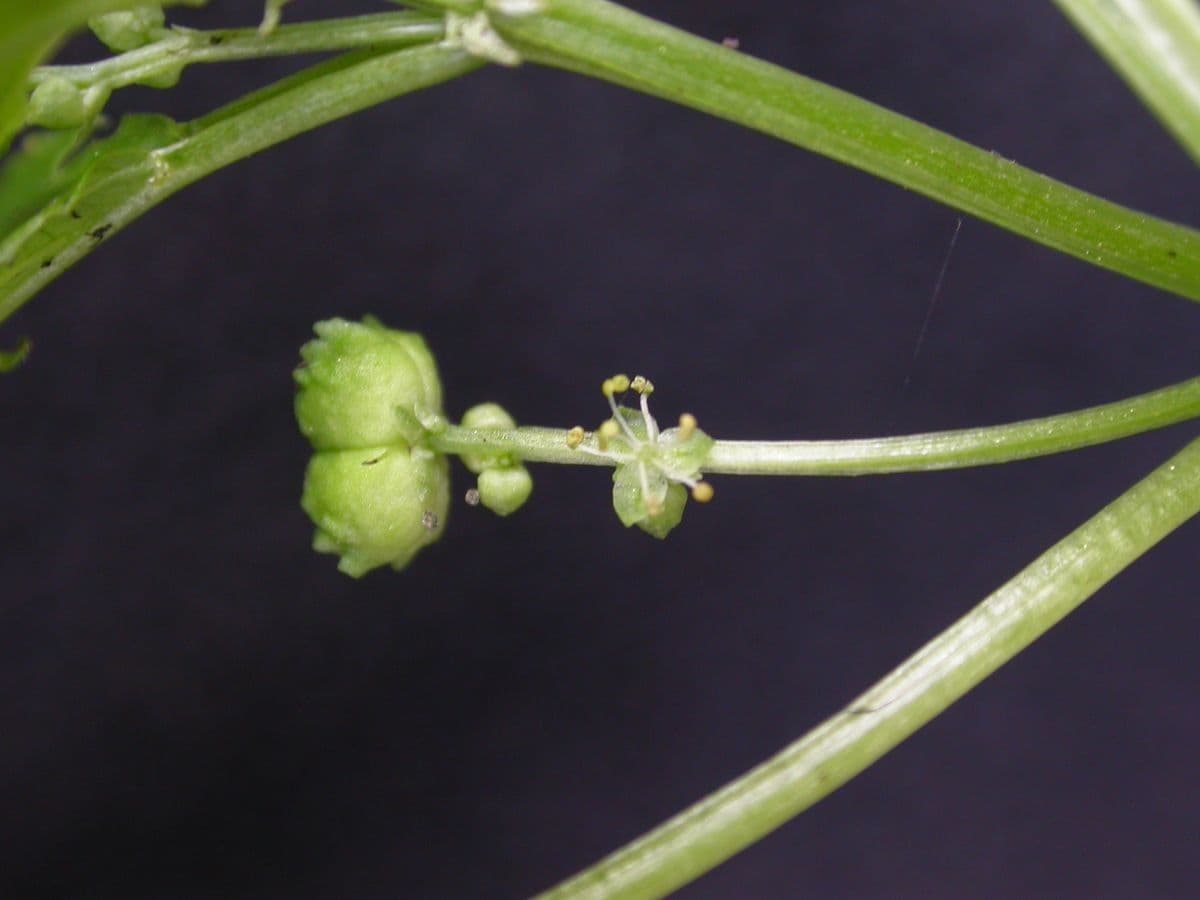 Mercurialis