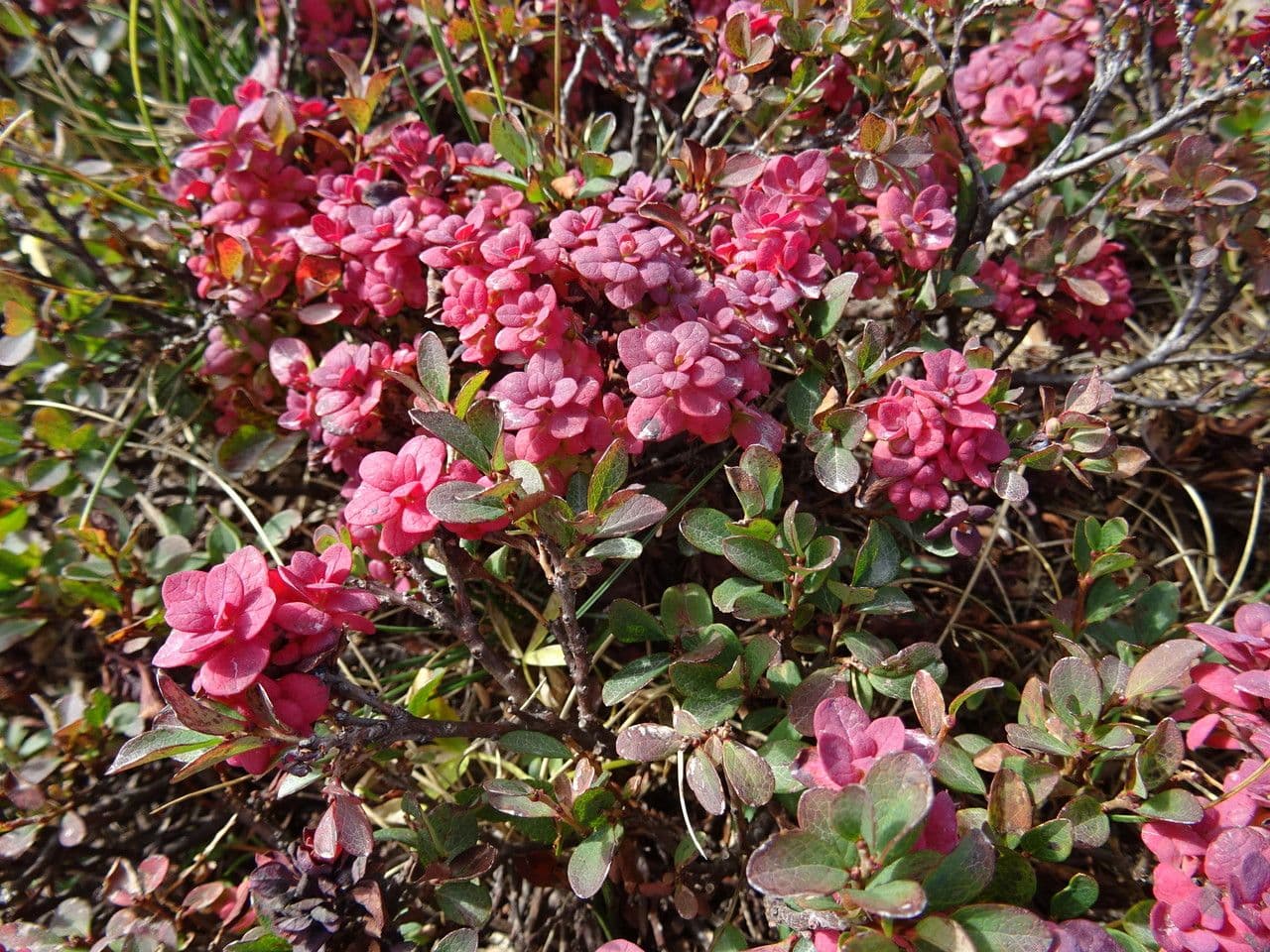 Rauschbeere 7