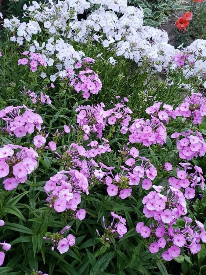 Gefleckte Phlox 2