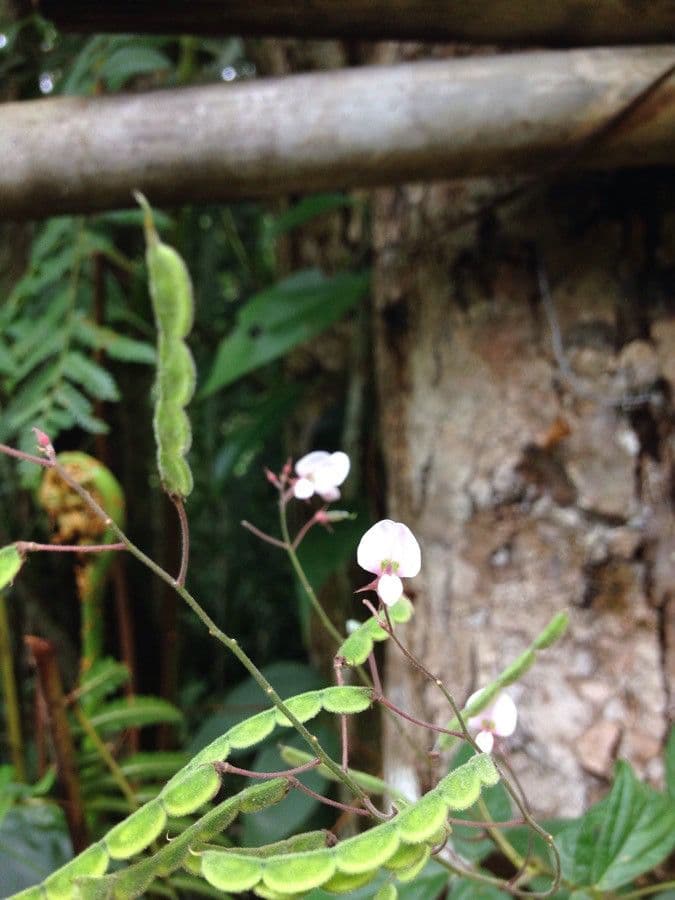 Desmodium paniculatum 28