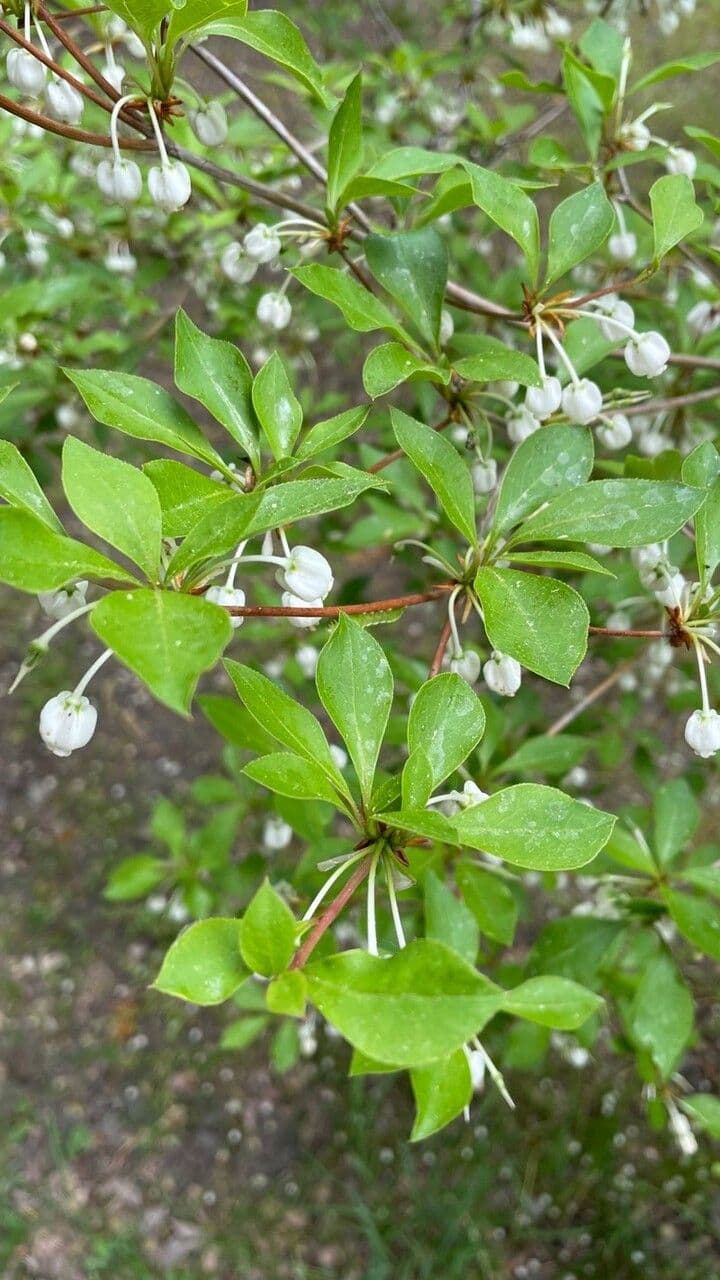 Enkianthus blanco 10