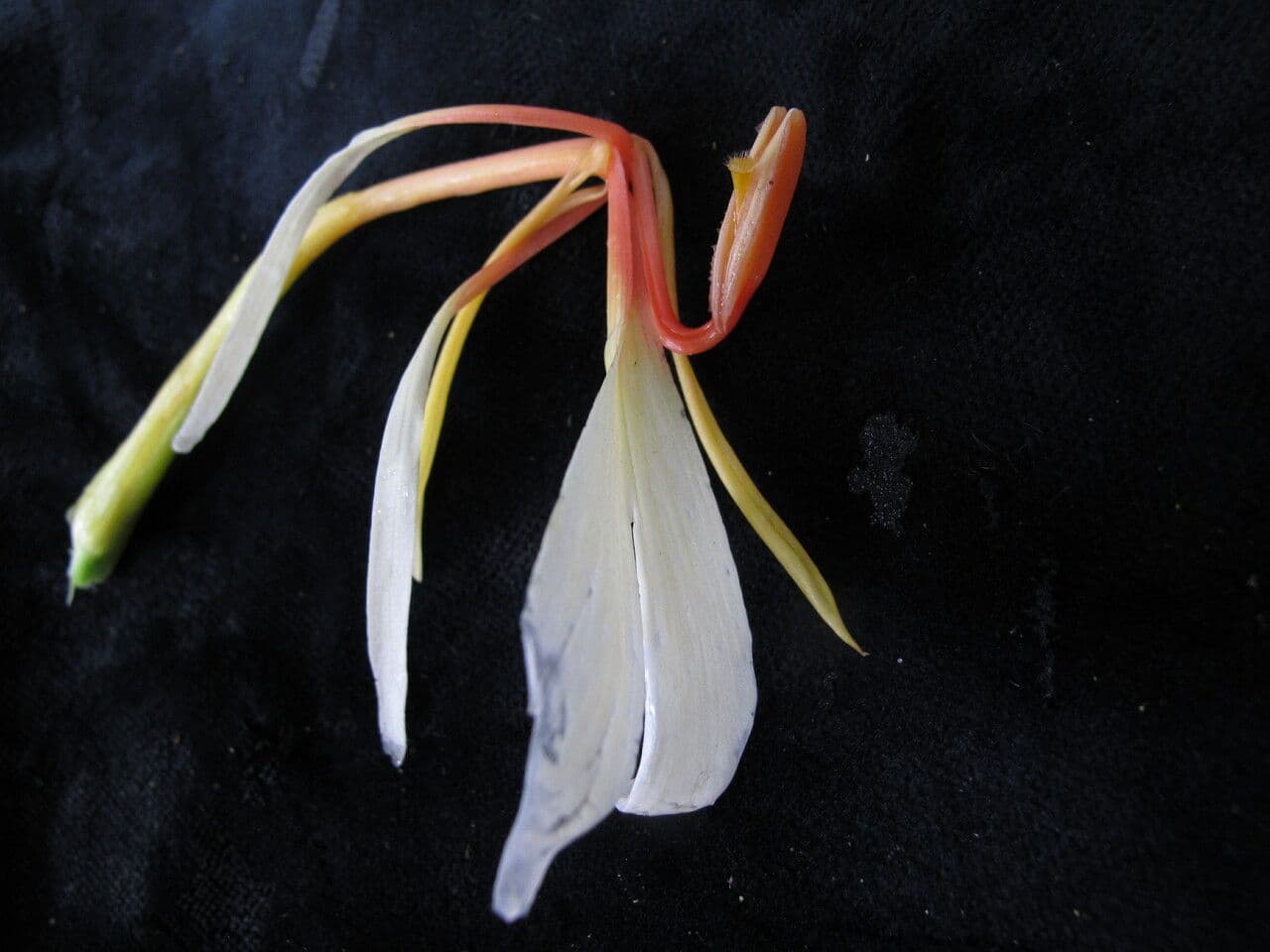 Hedychium 3
