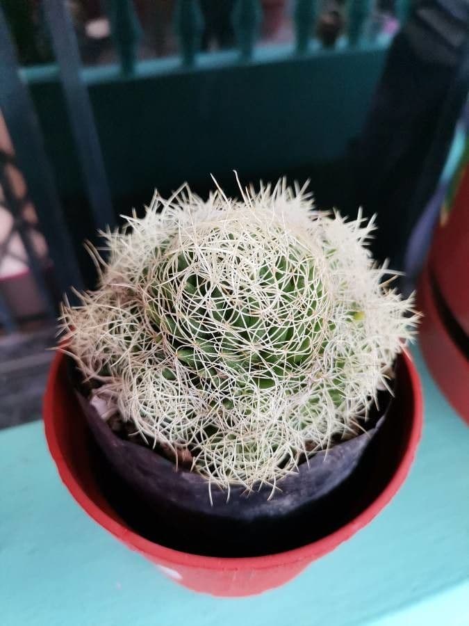 Cactus 9