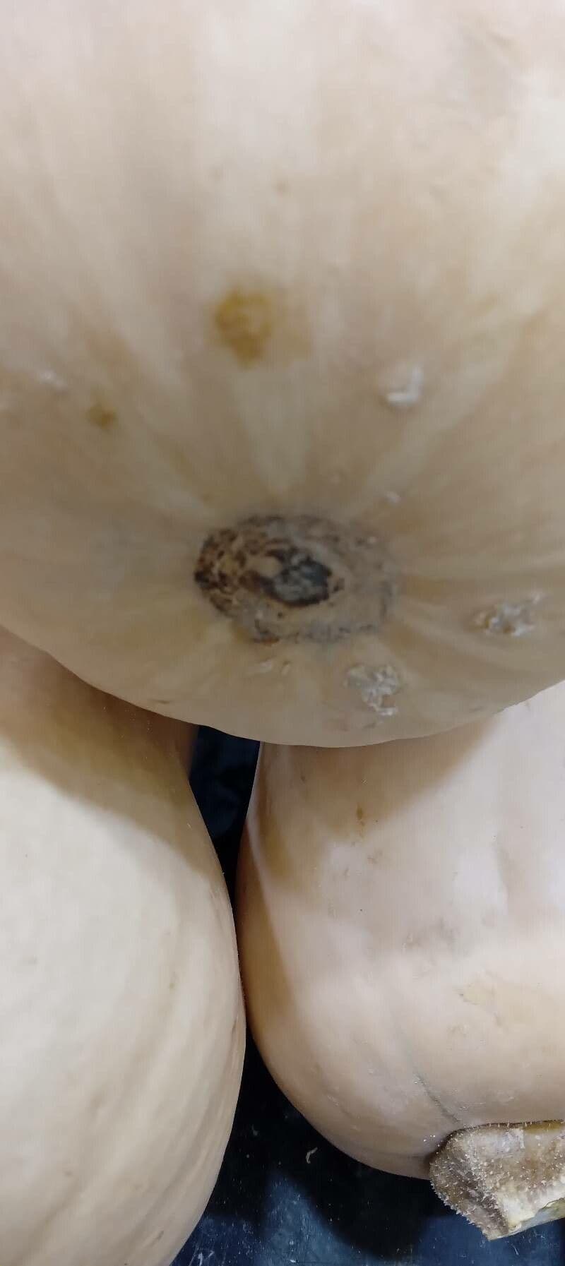 Zucca moscata 28