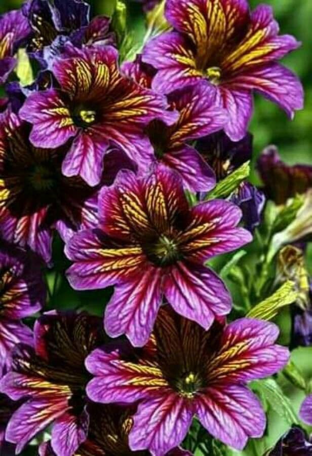 Salpiglossis 9