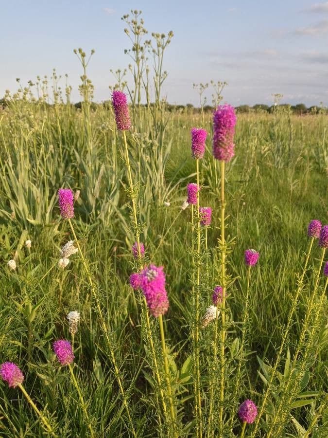 Dalea purpurea 3