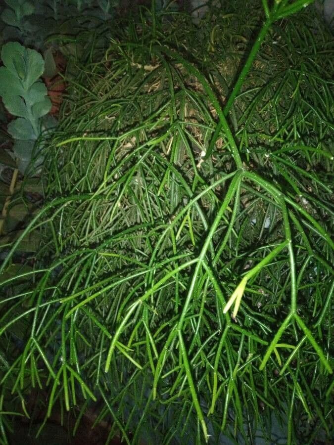 Cactus vischio 17