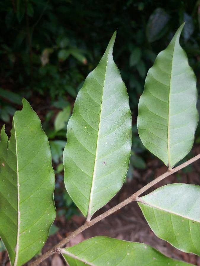 Geissospermum liscio 4