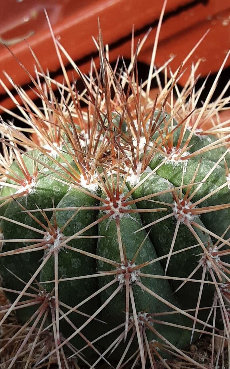 Melocactus 4