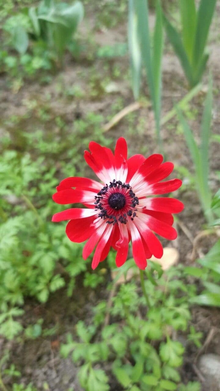 Kronen-Anemone 4