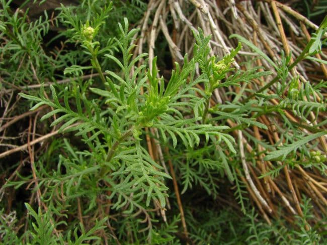Chamomile-leaved Yarrow 10