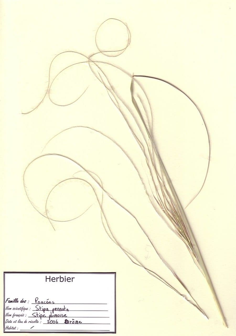 Estipa 29