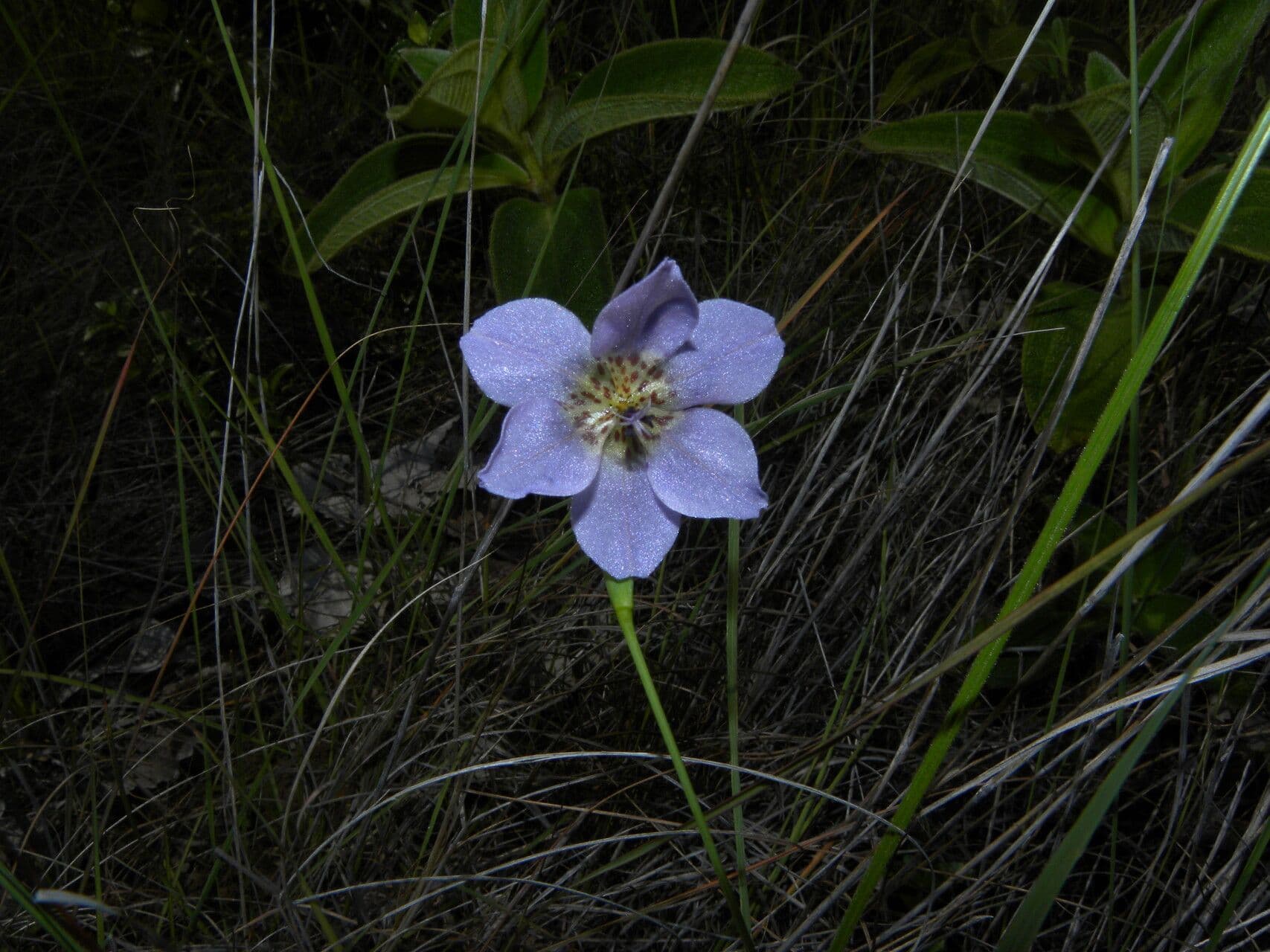 Cipura campanulata 4