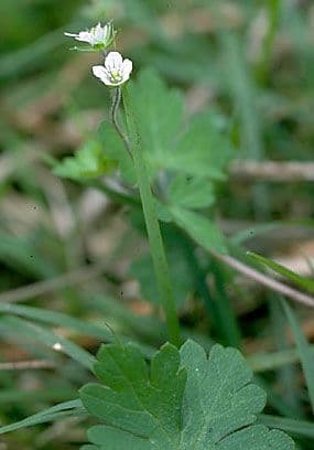 Géranium de Homean 7