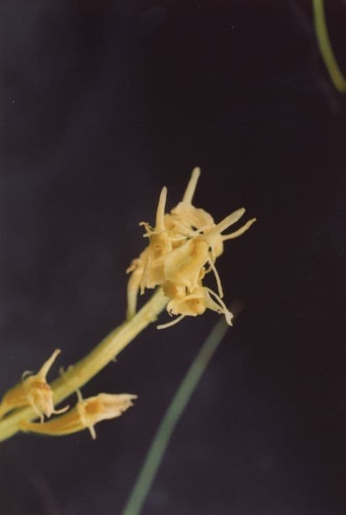 Liparide 7