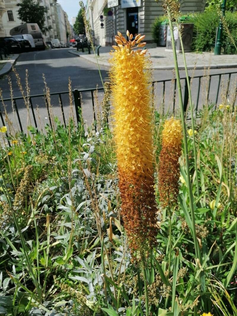 Eremurus 6