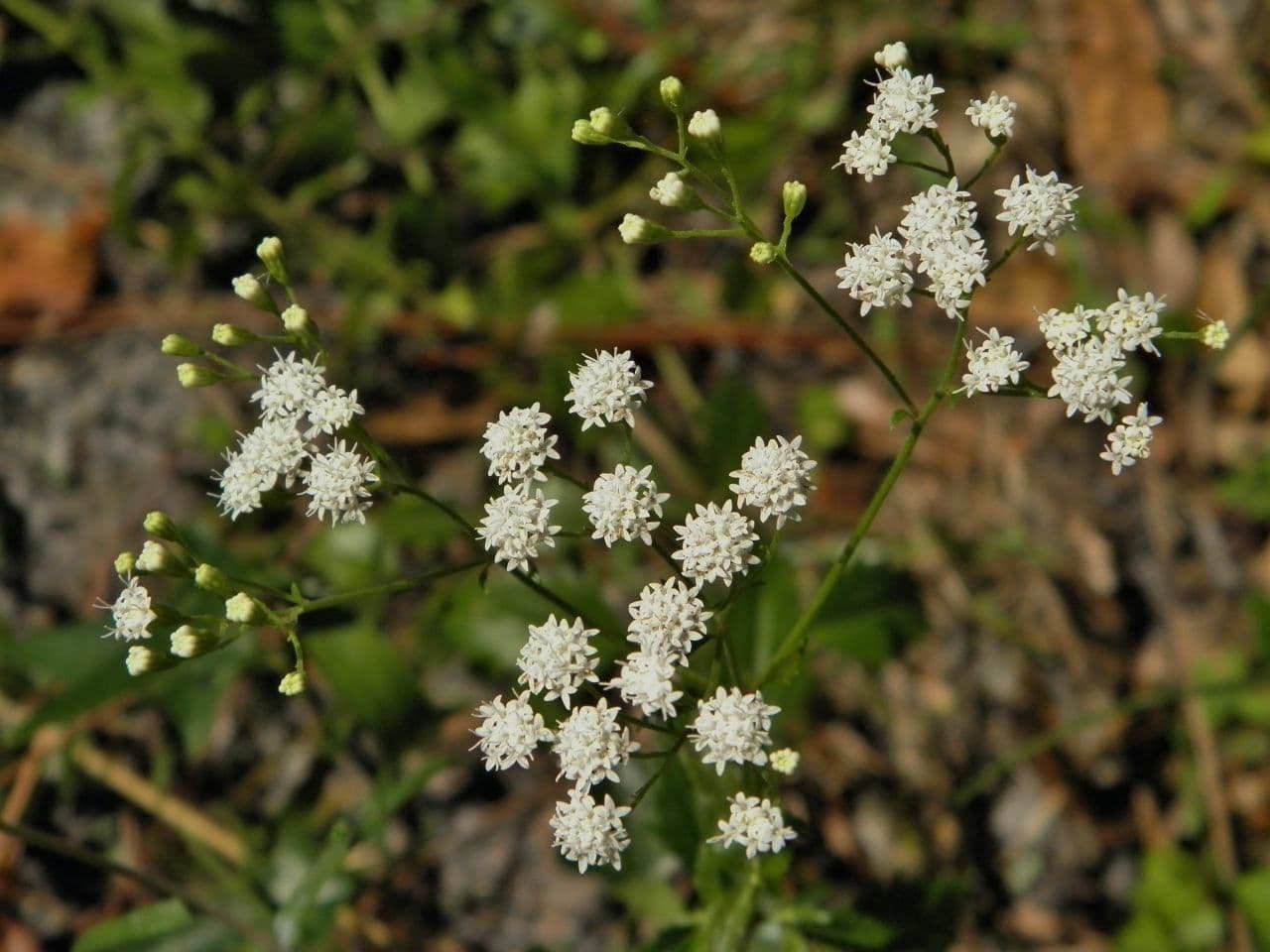 Ageratina 4