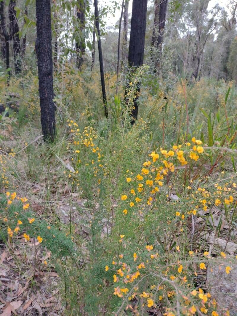 Pultenaea hispidula 3