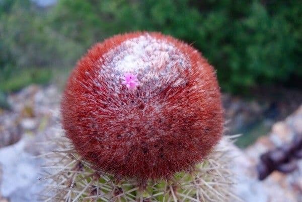 Melocactus 5