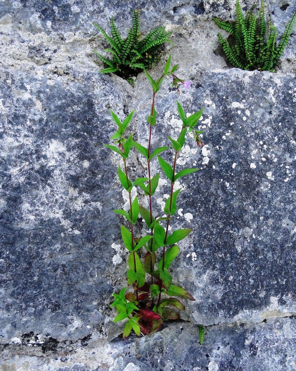 Epilobium 16