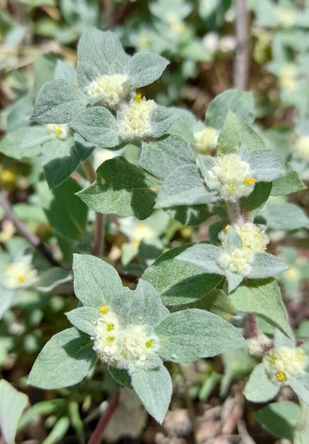Gomphrena