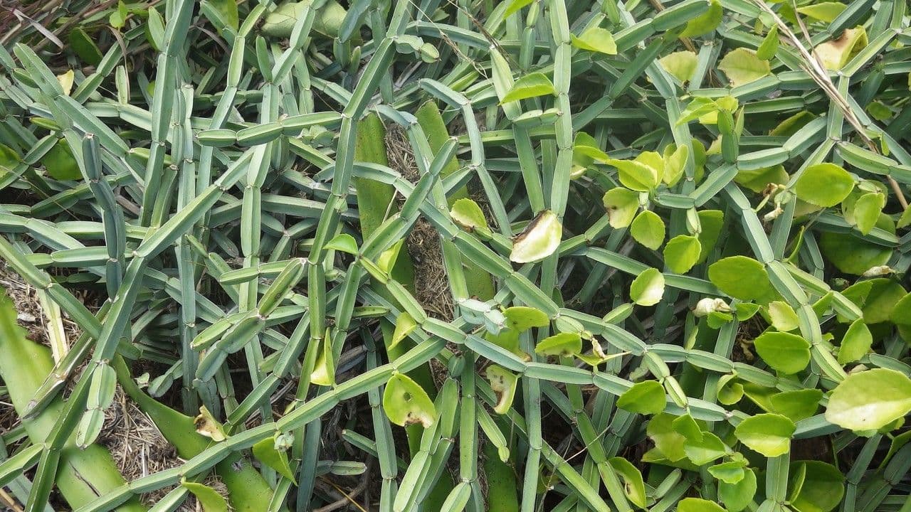 Cissus 11